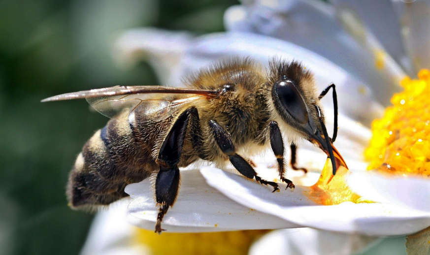 Mysteries Of Bee Sting Dreams
